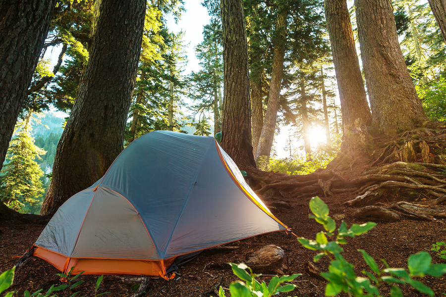 Tent in a forests campsite