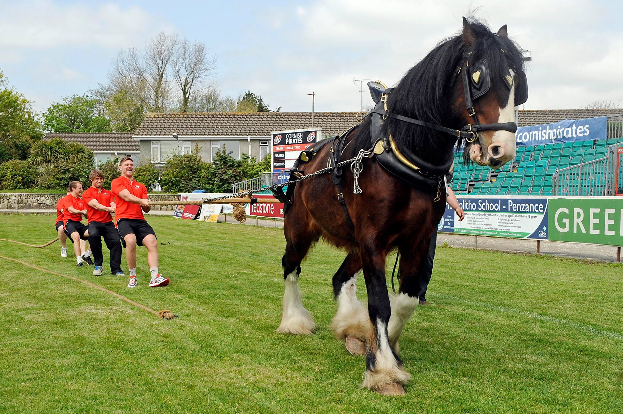 Royal Cornwall Show Shire Horse