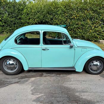 8 beetle